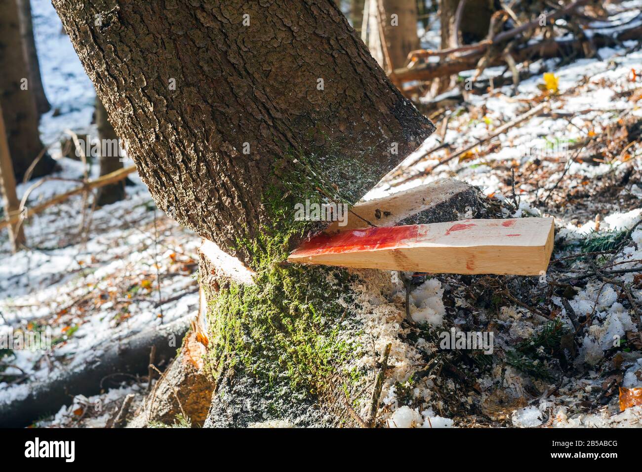 Bleeding sap hires stock photography and images Alamy