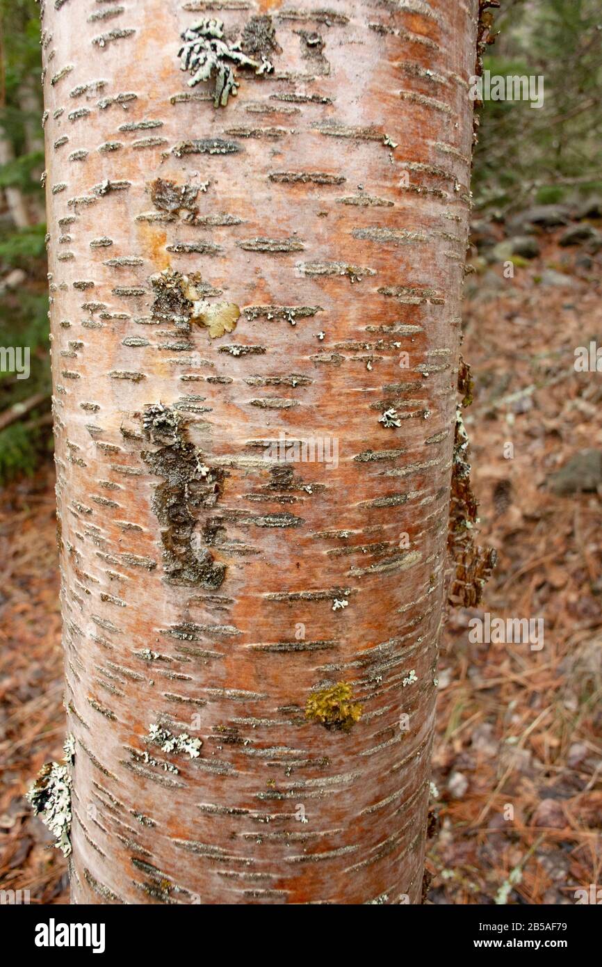 The trunk of a young Red Birch tree (Betula occidentalis) with leafy lichens on the bark, along Callahan Creek, in Troy, Montana.  Kingdom: Plantae Cl Stock Photo