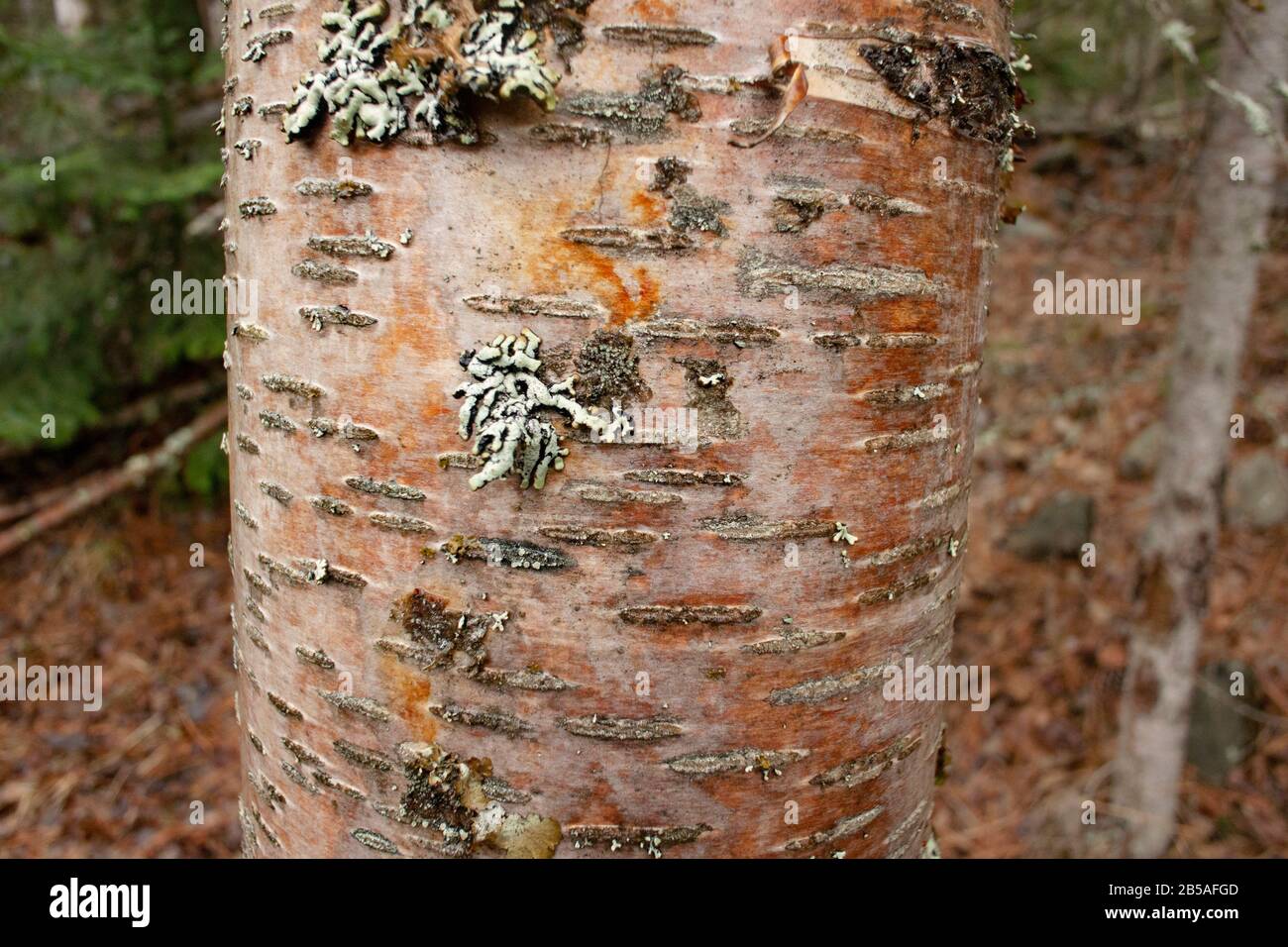 The trunk of a young Red Birch tree (Betula occidentalis) with leafy lichens on the bark, along Callahan Creek, in Troy, Montana.  Kingdom: Plantae Cl Stock Photo