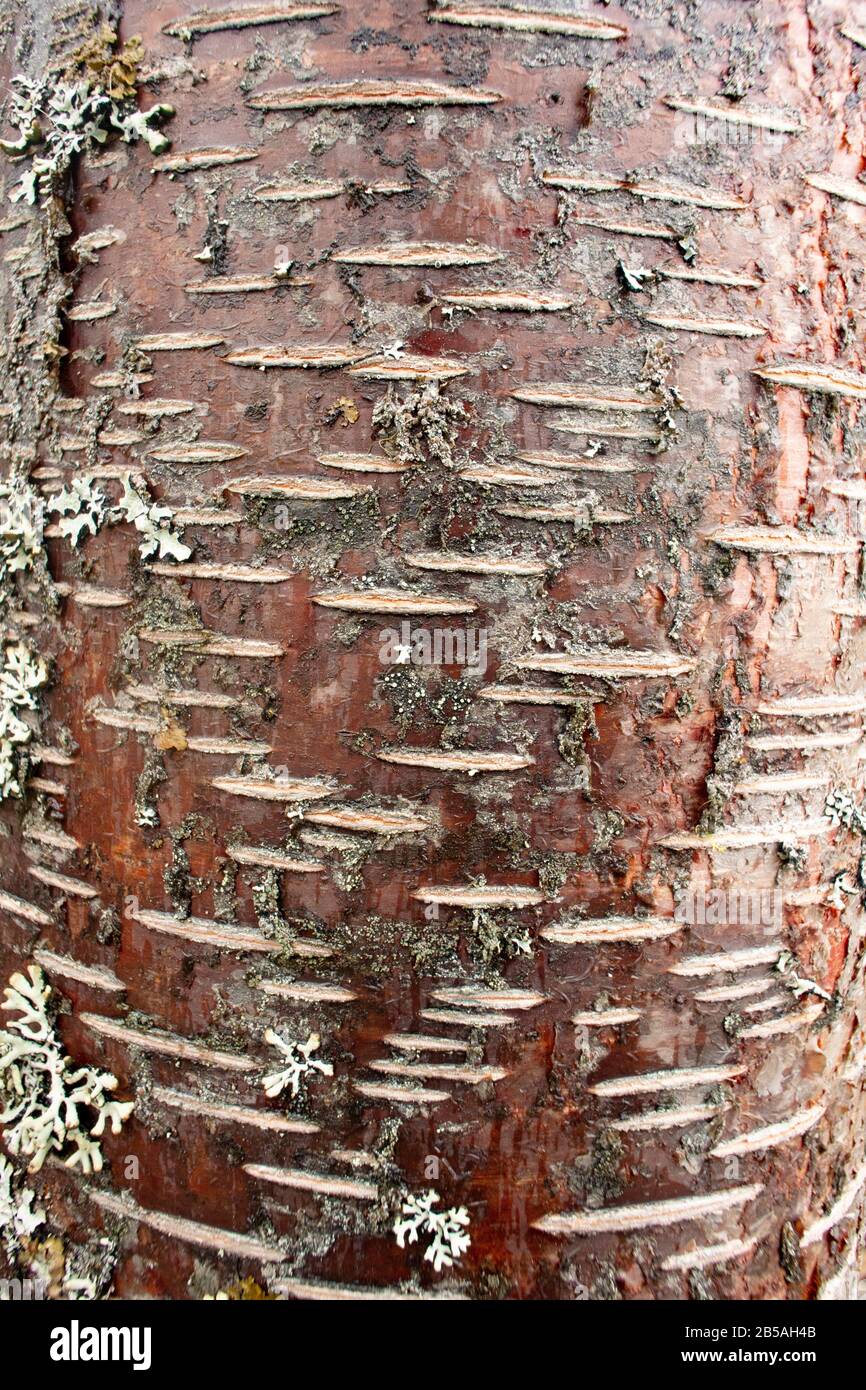 The trunk of a young Red Birch tree (Betula occidentalis) with lenticellated bark, along Callahan Creek, in Troy, Montana.  Kingdom: Plantae Clade: Tr Stock Photo