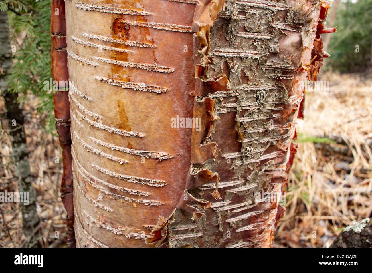 The trunk of a young Red Birch tree (Betula occidentalis) with peeling bark, along Callahan Creek, in Troy, Montana.  Kingdom: Plantae Clade: Tracheop Stock Photo