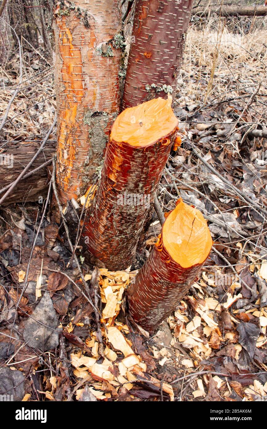 Beaver (Castor canadensis) damage to young Red Birch trees (Betula occidentalis) along Callahan Creek,Troy, Montana.  Kingdom: Plantae Clade: Tracheop Stock Photo