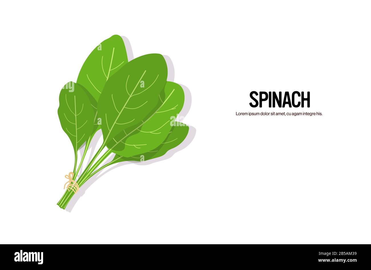 realistic spinach tasty fresh herb green leaves healthy food concept ...