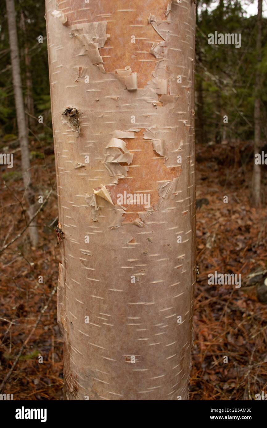 The trunk of a young Red Birch tree (Betula occidentalis) with peeling bark, along Callahan Creek, in Troy, Montana.  Kingdom: Plantae Clade: Tracheop Stock Photo