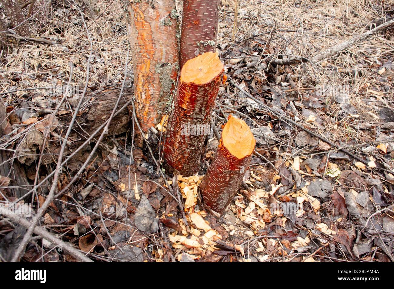 Beaver (Castor canadensis) damage to young Red Birch trees (Betula occidentalis) along Callahan Creek,Troy, Montana.  Kingdom: Plantae Clade: Tracheop Stock Photo