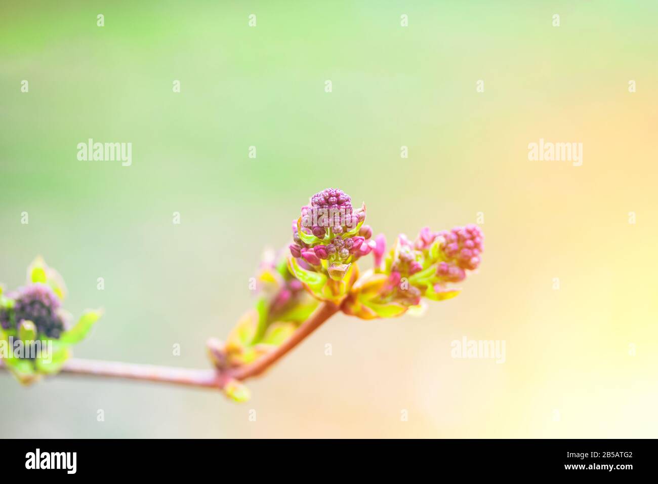 Spring bud of lilac. Composition of nature. Spring Awakening Concept Stock Photo