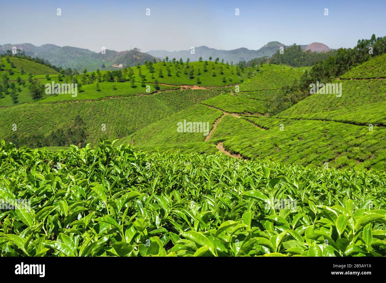 Tea plantations in Munnar, Kerala, India Stock Photo Alamy