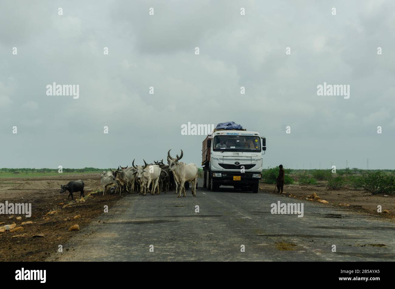 Cattleman alongside huge herd of cattle partially blocking the National Highway 341, Bhuj, Kutch, Gujarat, India Stock Photo