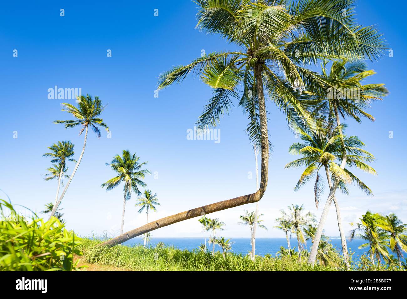 Stunning view of a bent palm tree in Corregidor Island. Corregidor