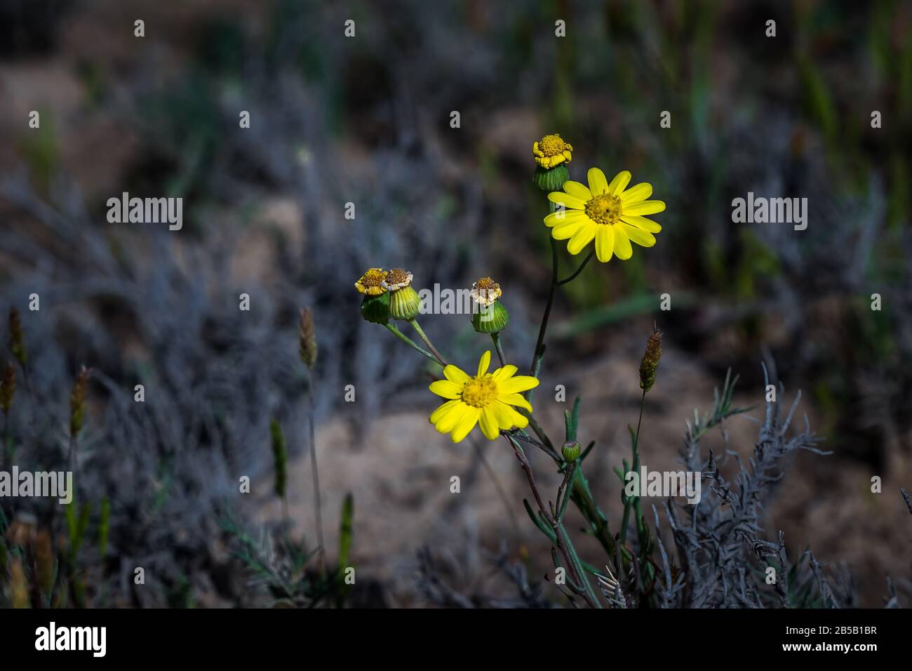 Beautiful tiny yellow flowers in Dammam Saudi Arabia Stock Photo