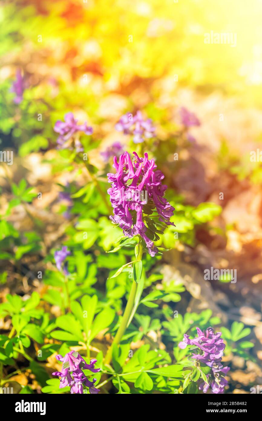 Flowering Corydalis close-up. The first spring flowers. Renaissance Nature Concept Stock Photo