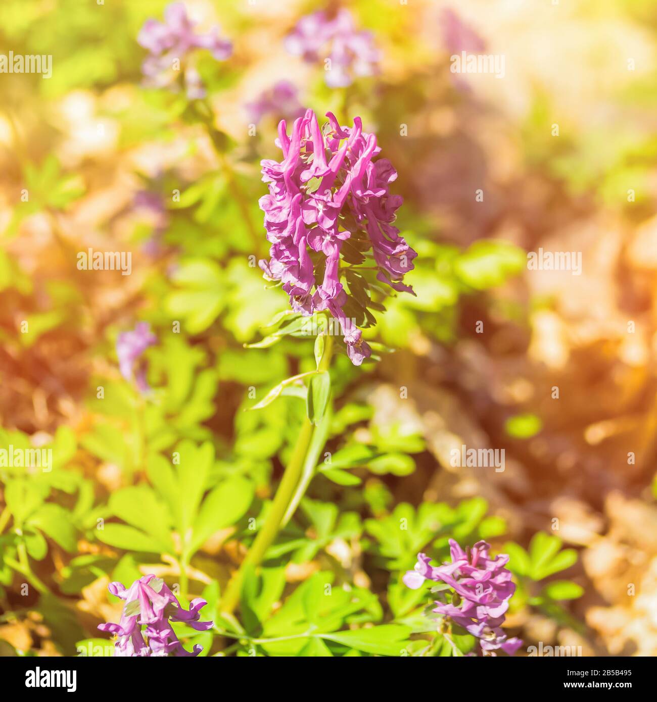 Flowering Corydalis close-up on a bright sunny day. The first spring flowers. Renaissance Nature Concept Stock Photo