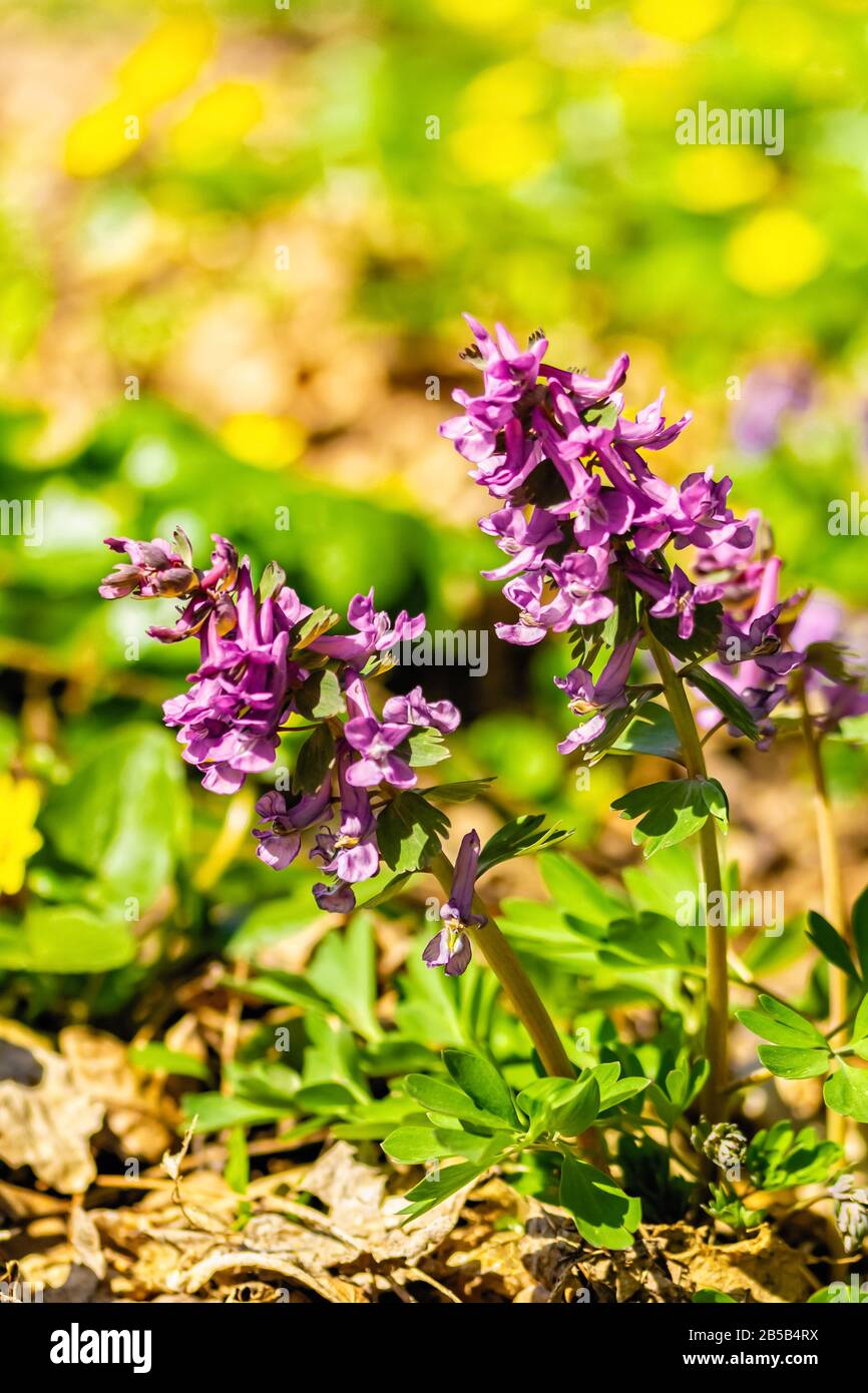 Flowering Corydalis close-up. The first spring flowers. Renaissance Nature Concept Stock Photo