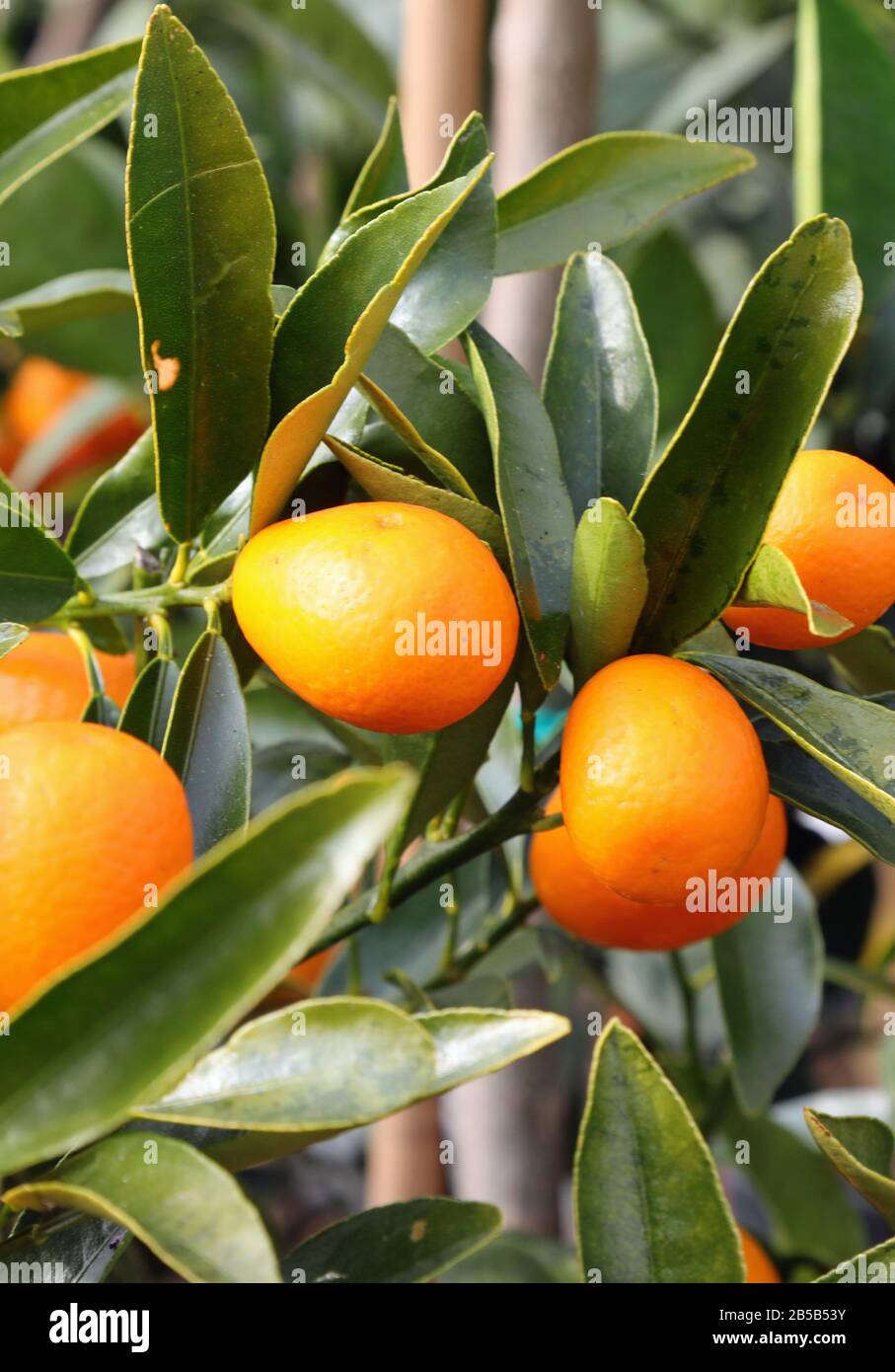 small citrus fruits called kumquats or cumquats on the orchard Stock