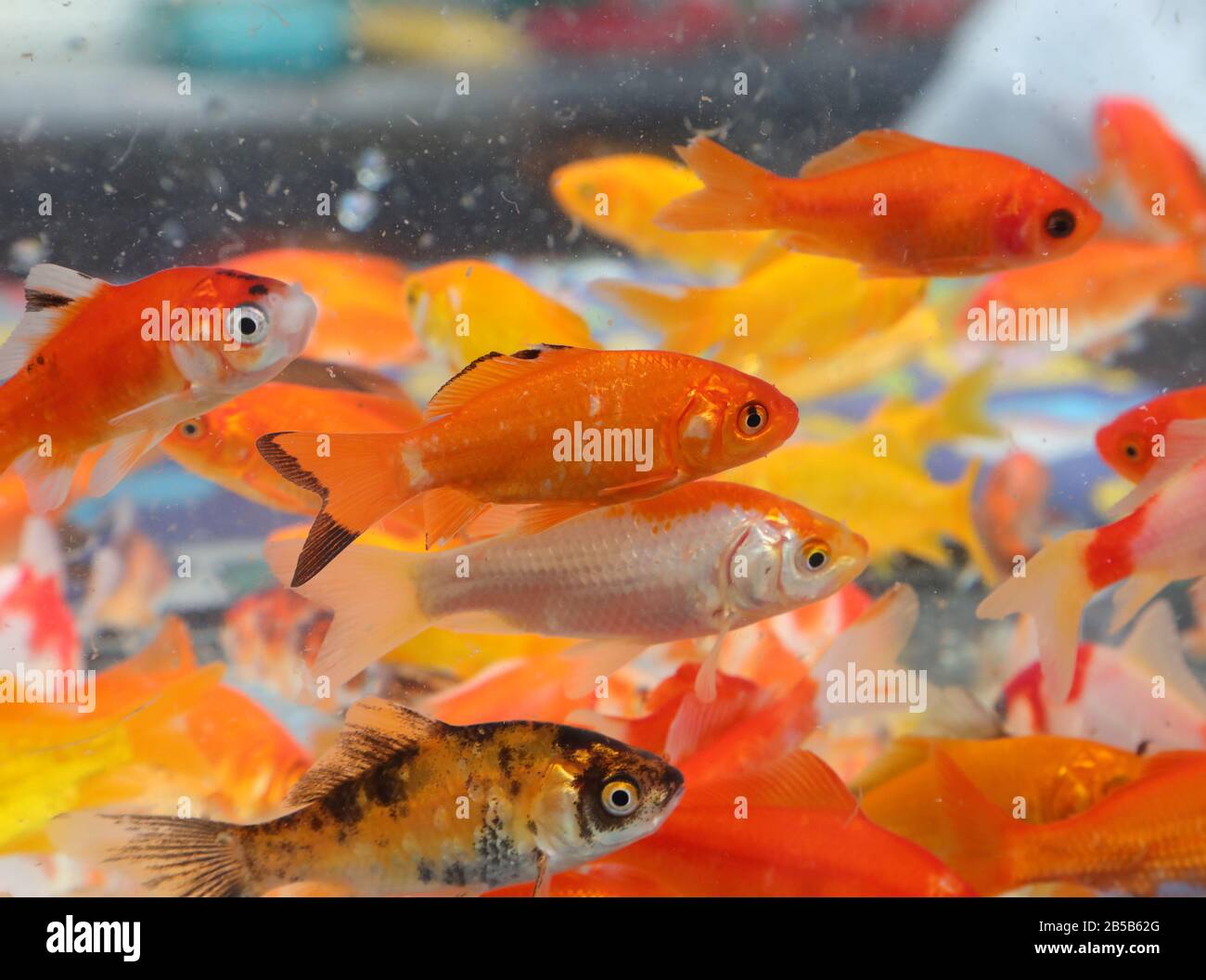 Many Gold Fish many goldfish swim in an aquarium in a pet shop Stock Photo - Alamy
