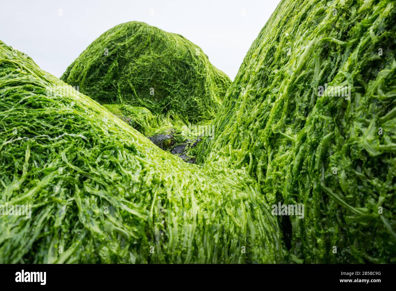 Ulva intestinalis seaweed on rocks on a beach. Also known as gutweed, sea lettuce, or grass kelp. Stock Photo