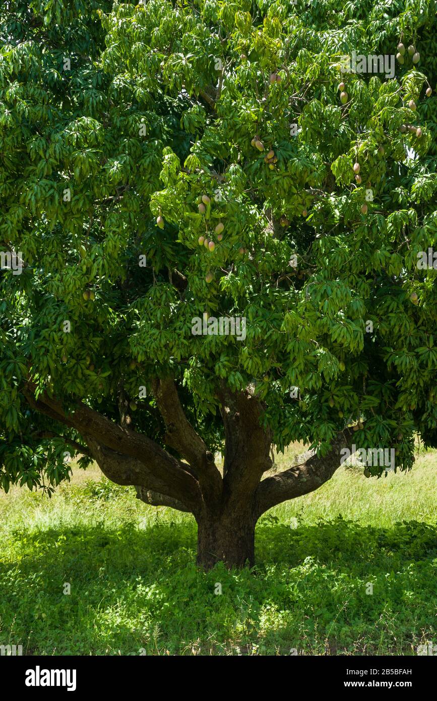 A large mango tree (Mangifera indica) in grassland farm, Central Kenya Stock Photo