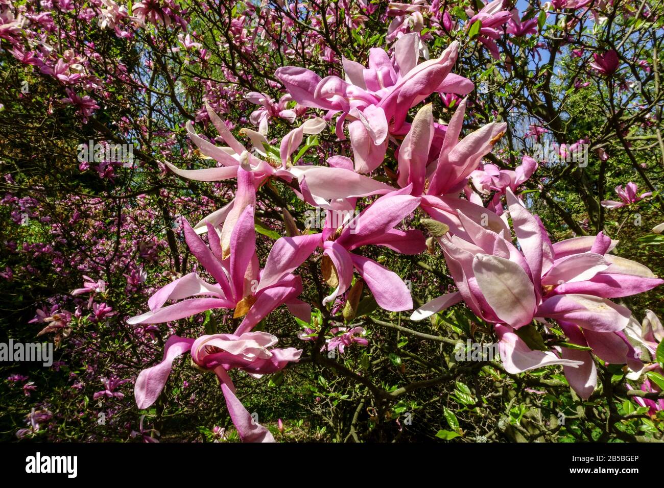 Flowering shrubs, Magnolia Susan tree spring trees in bloom Stock Photo