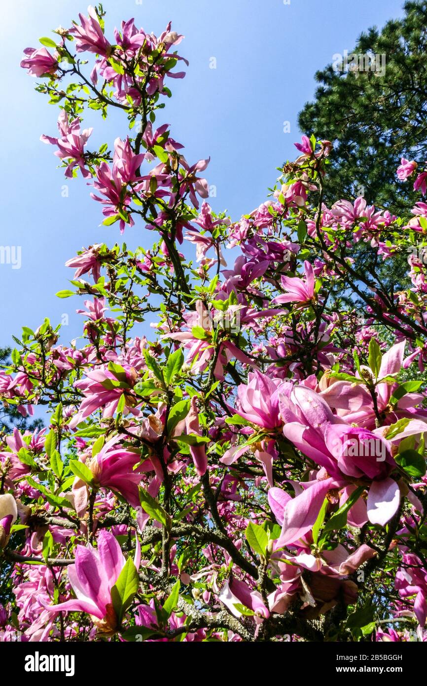 Flowering shrub, Magnolias Susan tree spring trees in bloom against blu sky Stock Photo