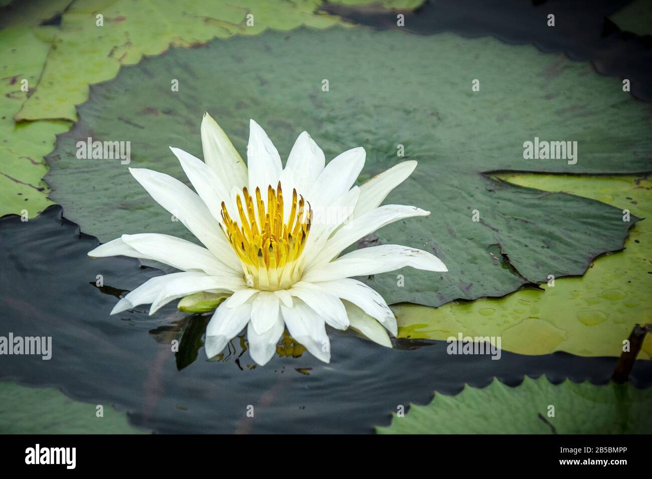 A white water lilly or water rose on the Okavango river. Stock Photo