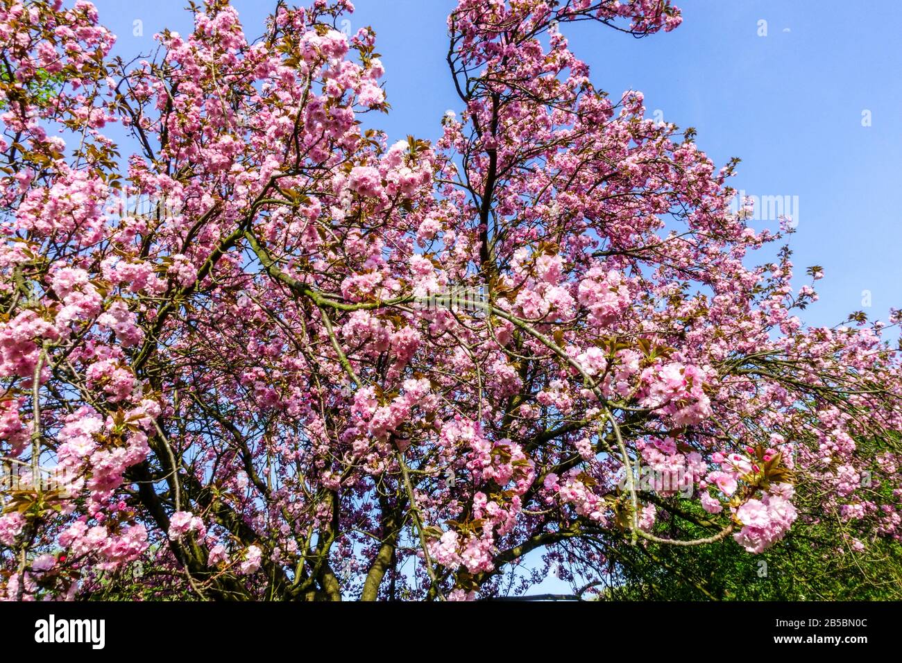 Pink decorative Cherry tree Prunus serrulata 'Kanzan' against blue sky in sunny day, spring tree in bloom Stock Photo