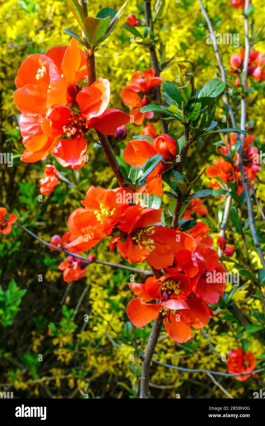 Chaenomeles x superba in bloom Flowering shrub red quince Stock Photo