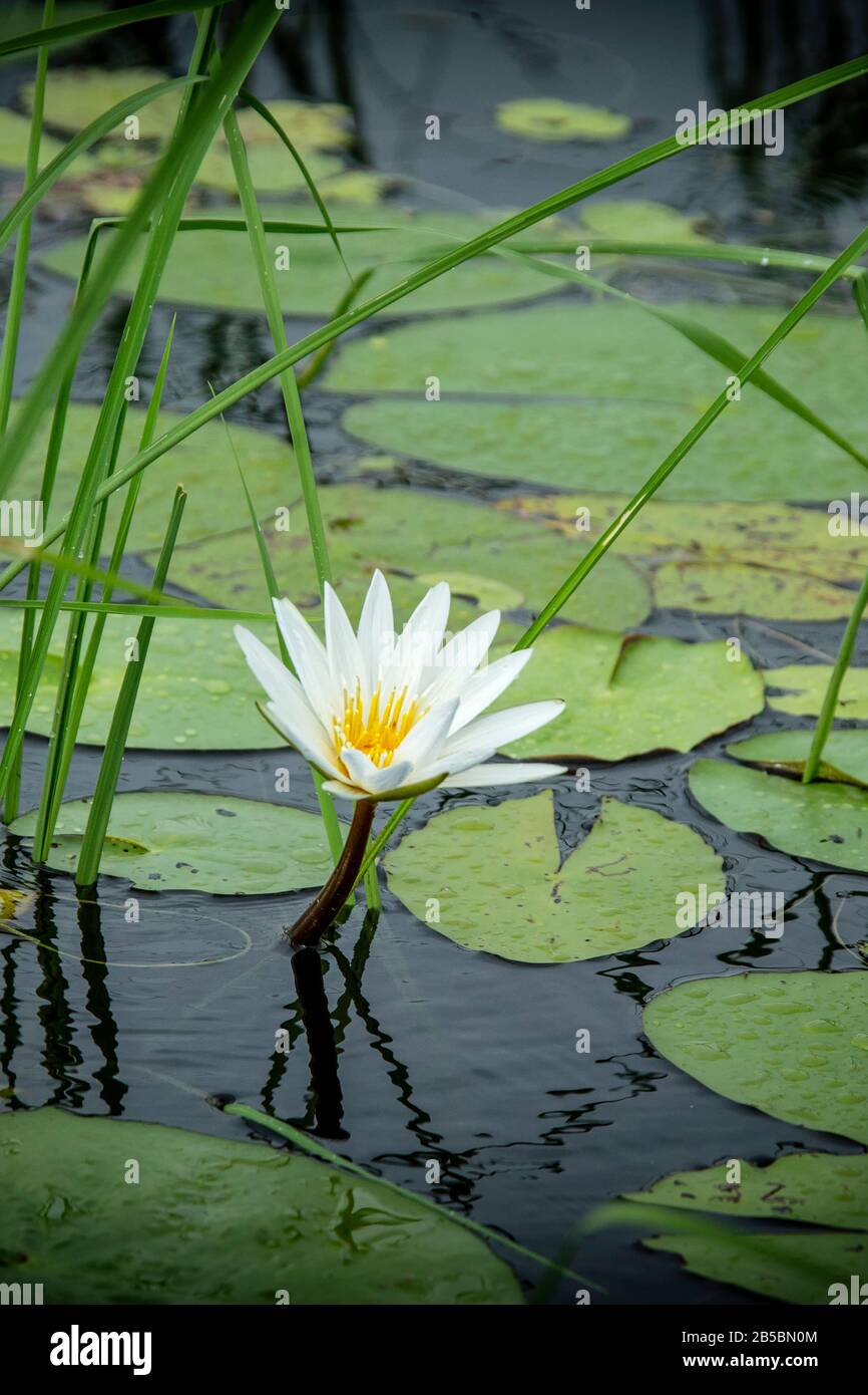 A white water lilly or water rose on the Okavango river. Stock Photo
