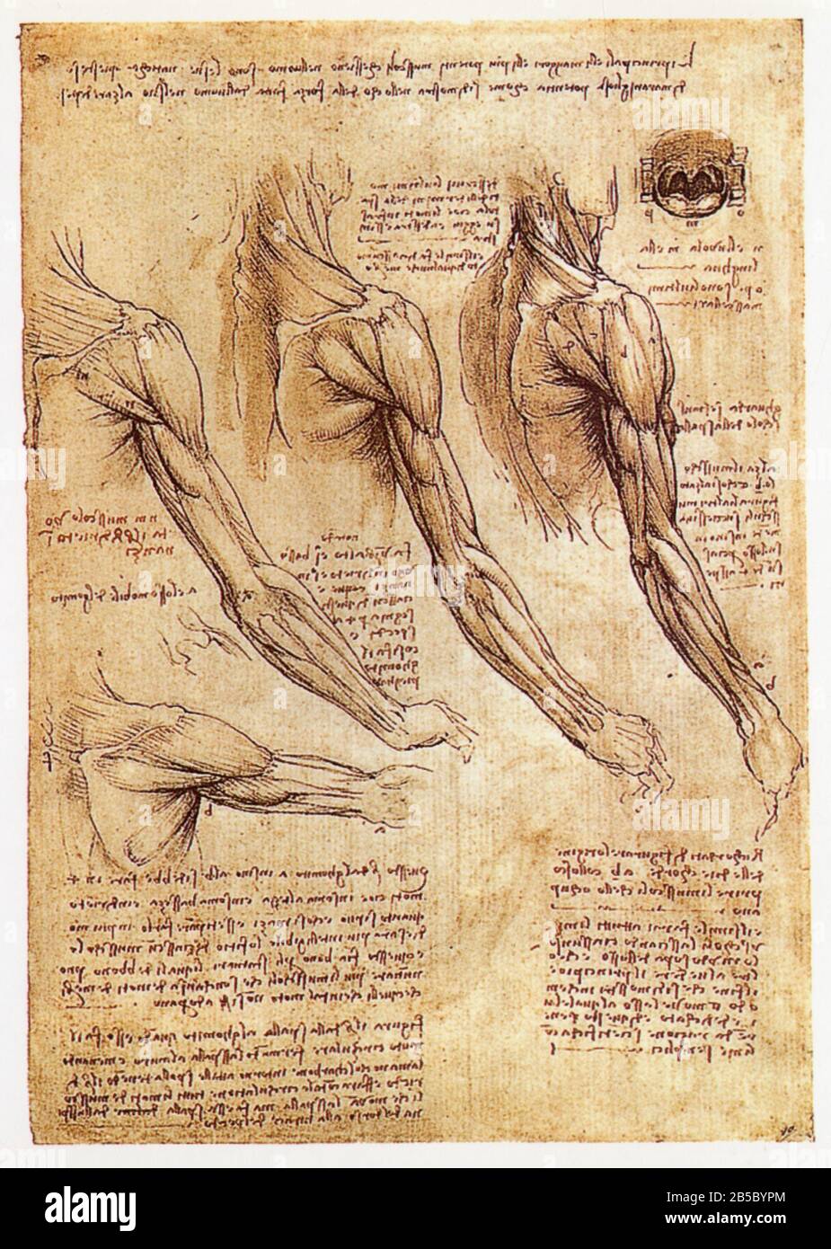 Leonardo da Vinci. Muscles of the arm in rotation, tongue, throat and uvula. 1508-1510 Stock Photo