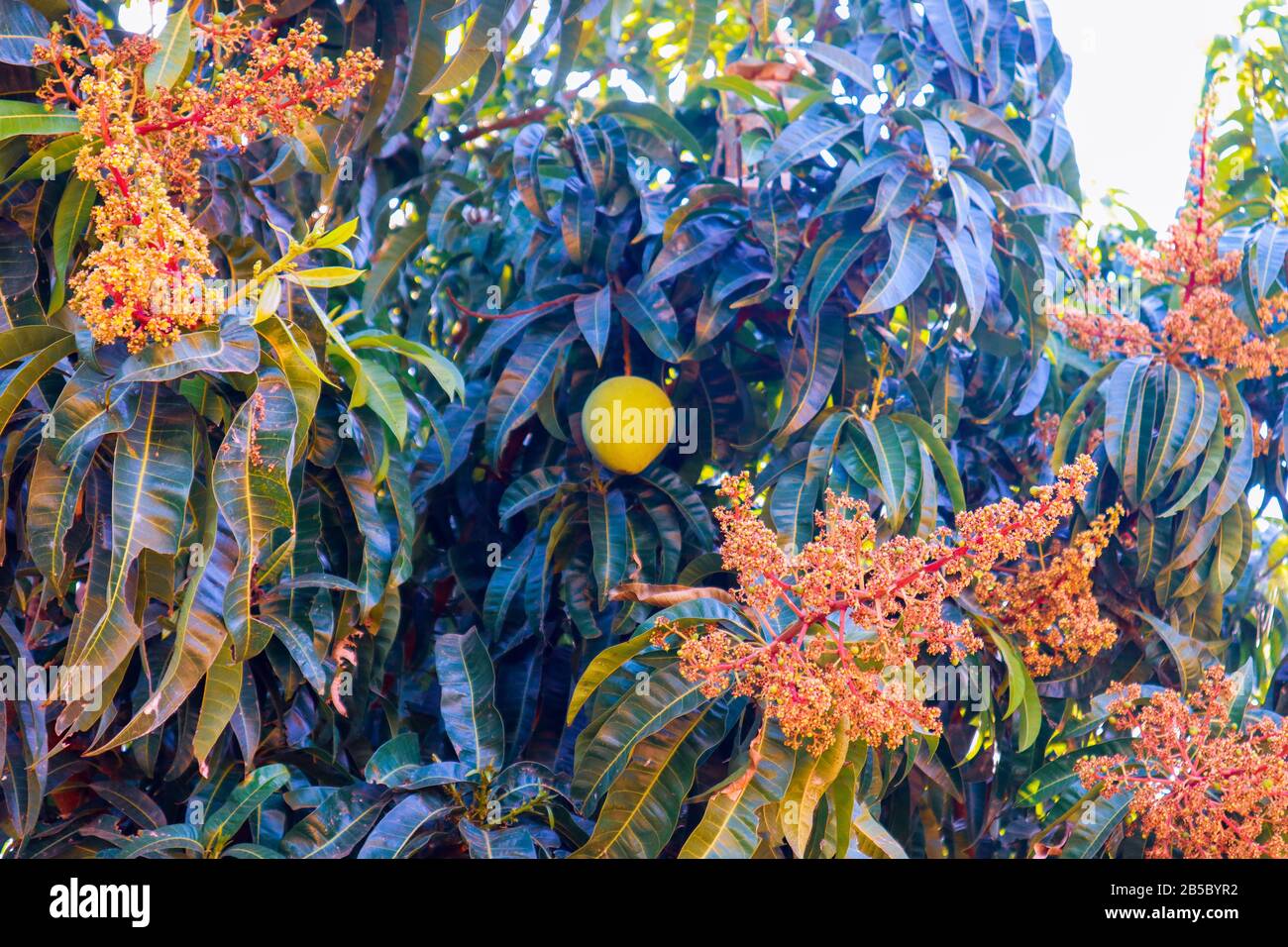 Codiaeum tree with flowers and a fruit Stock Photo