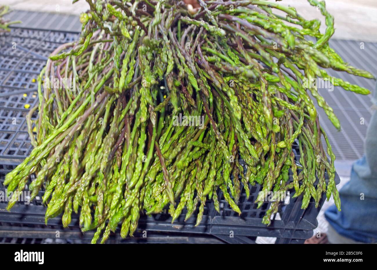 Brunch of wils asparagus from Sardinia countryside Stock Photo