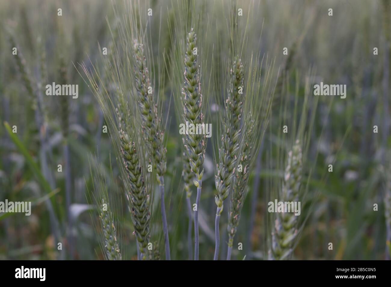 the Wheat Production in India Stock Photo Alamy