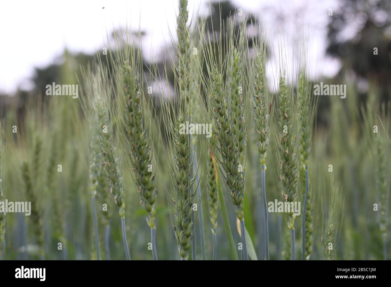Managing fields after wheat harvest Stock Photo - Alamy