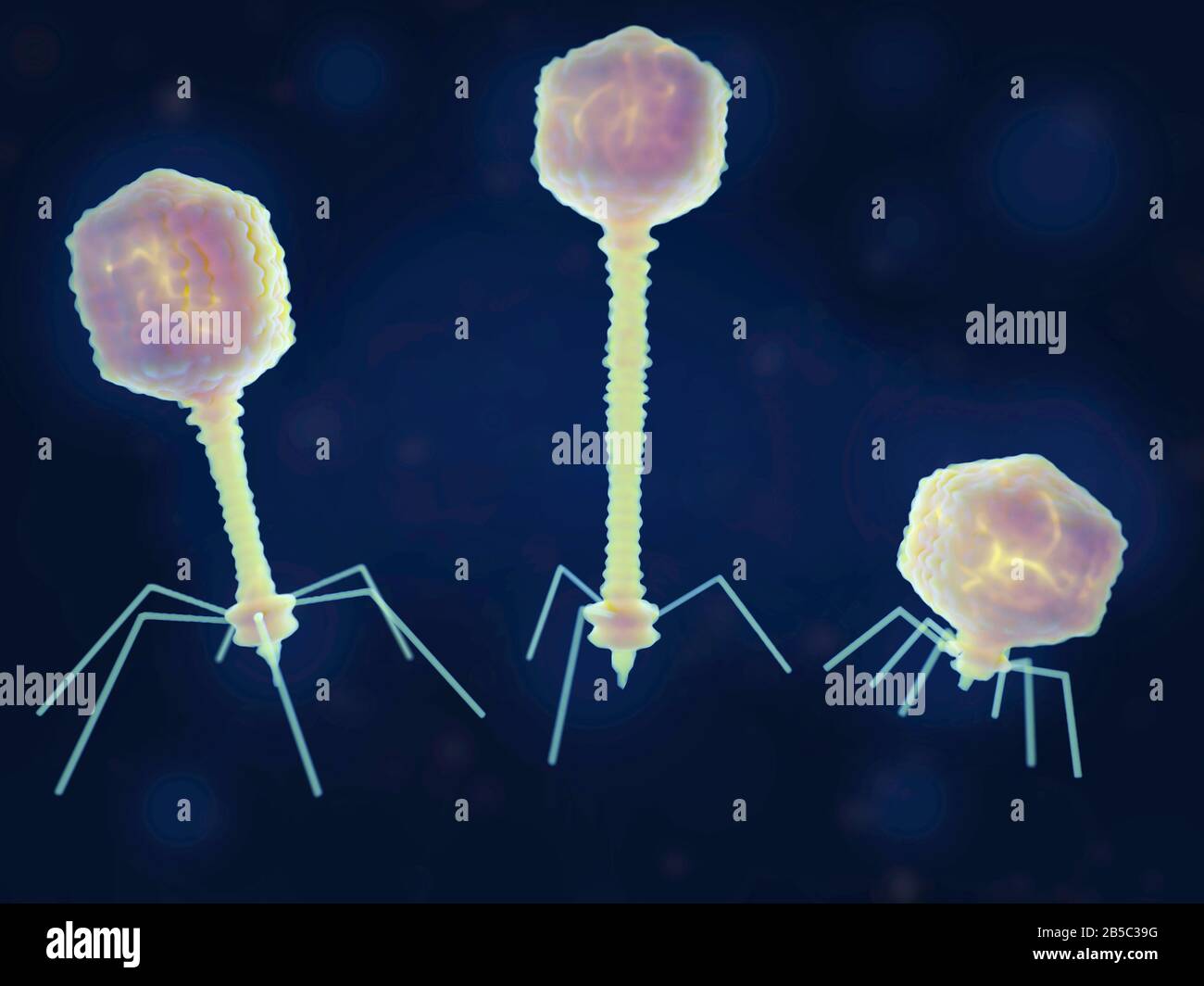 Different bacteriophages, illustration Stock Photo