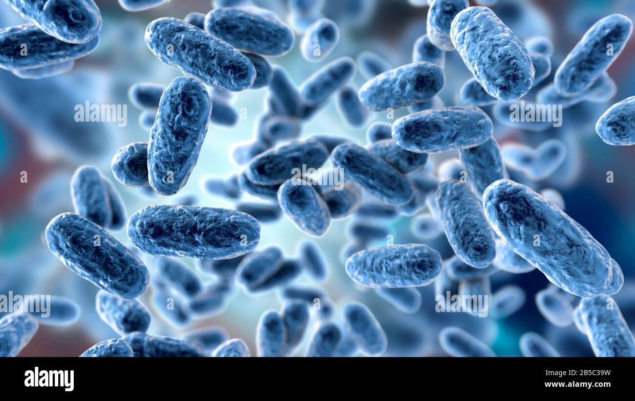 Coccus coccobacillus bacteria hi-res stock photography and images - Alamy