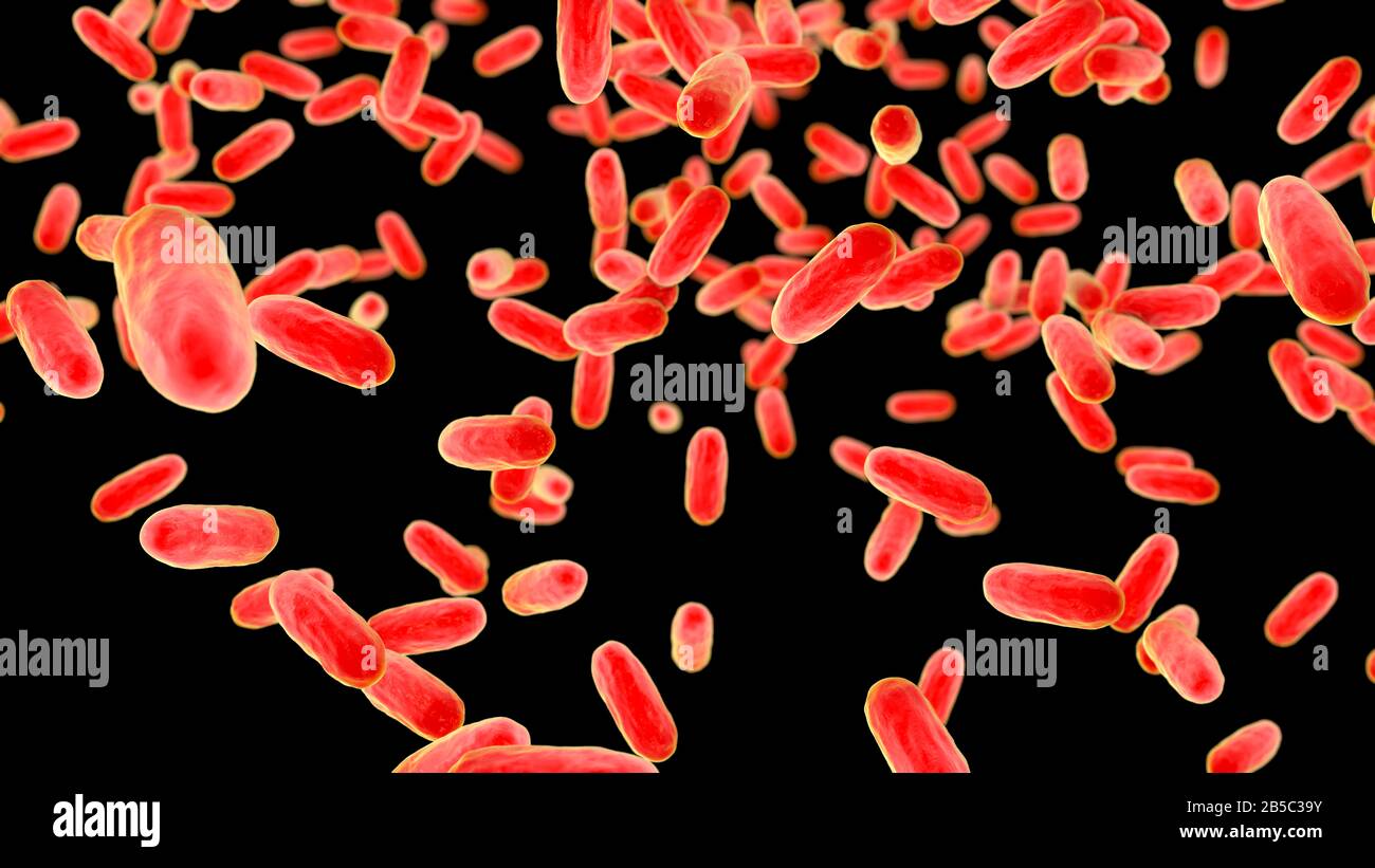 Coccus coccobacillus bacteria hi-res stock photography and images - Alamy