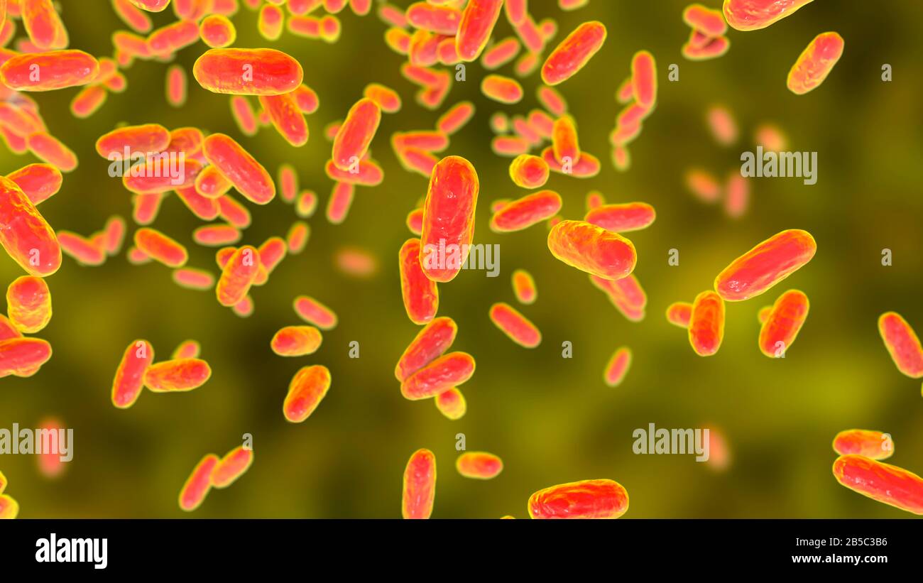 Bordetella parapertussis, the causative agent of whooping co Stock Photo