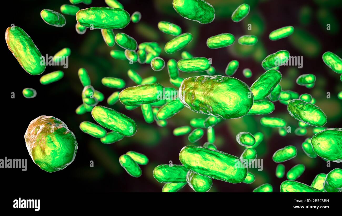 Bordetella parapertussis, the causative agent of whooping co Stock