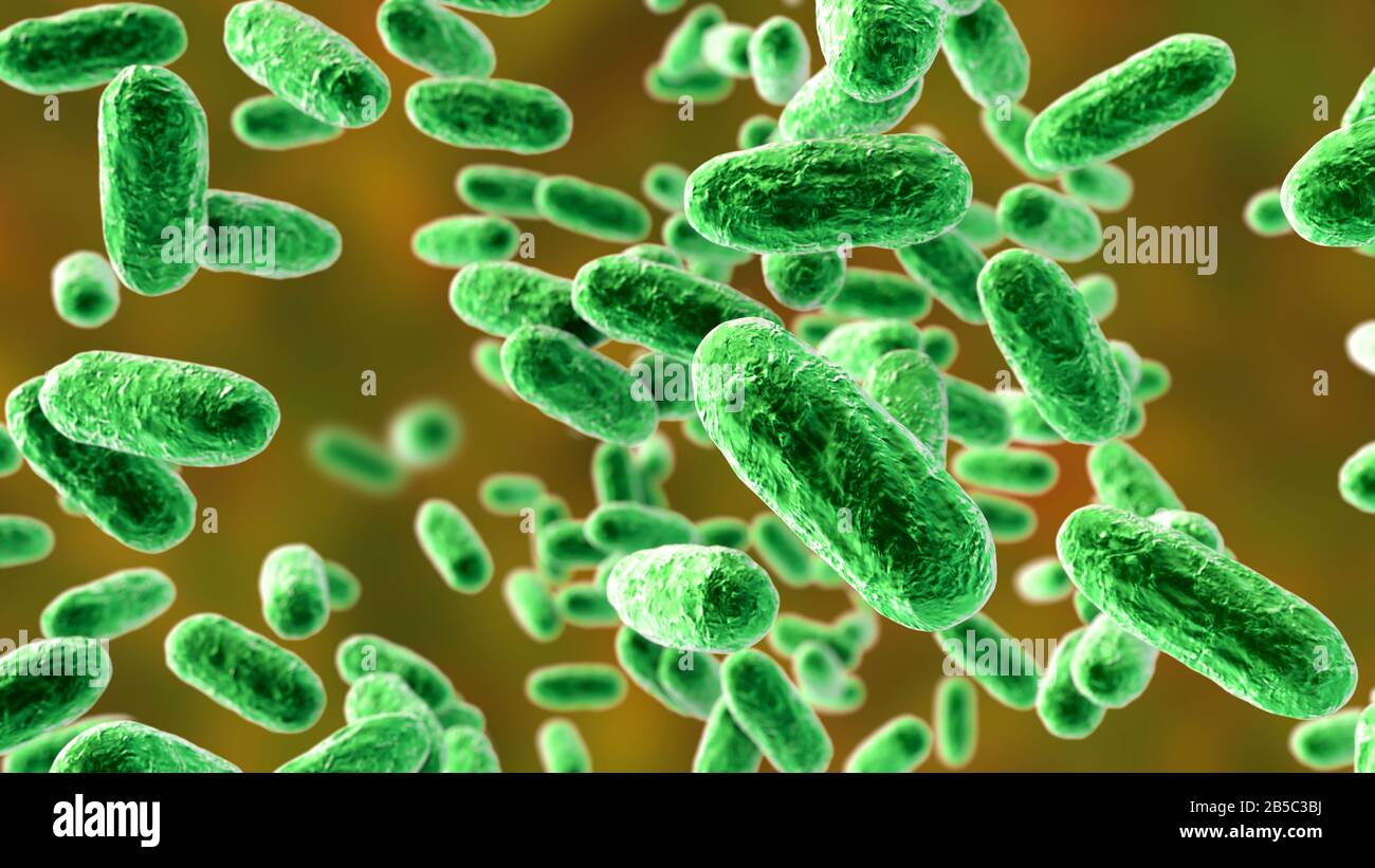 Whooping cough bacteria, illustration Stock Photo
