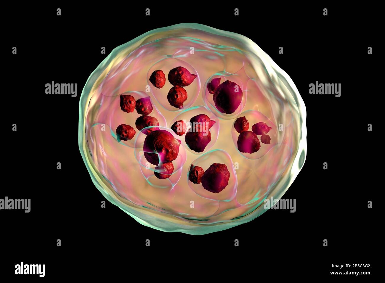 Echinococcus granulosus hydatid cyst, illustration Stock Photo - Alamy