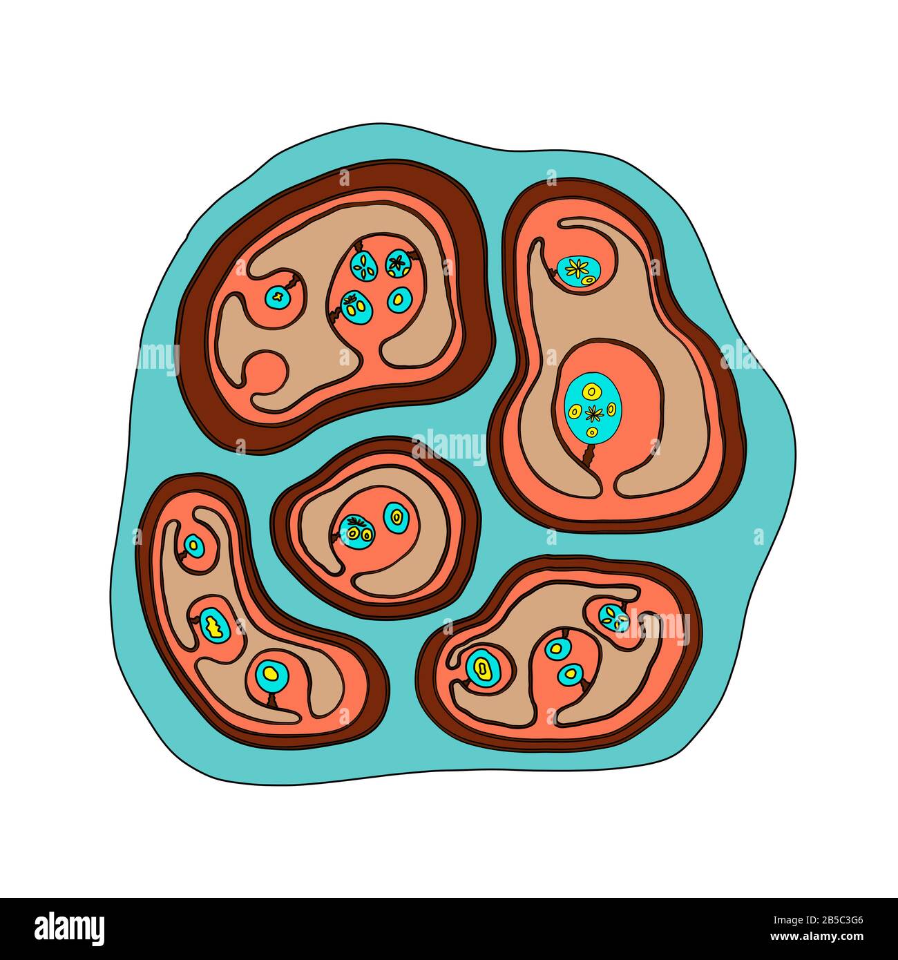Echinococcus multilocularis hydatid cyst, illustration Stock Photo Alamy