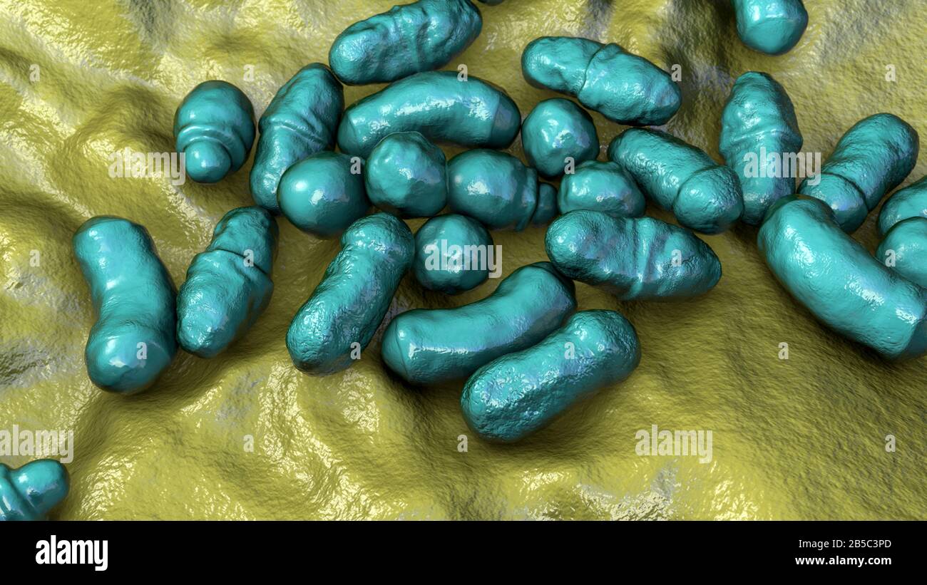 Malassezia skin fungus, illustration Stock Photo