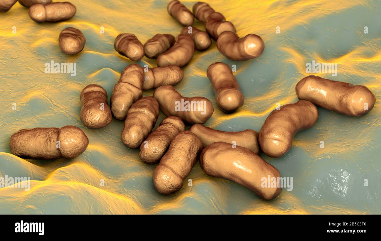 Malassezia skin fungus, illustration Stock Photo