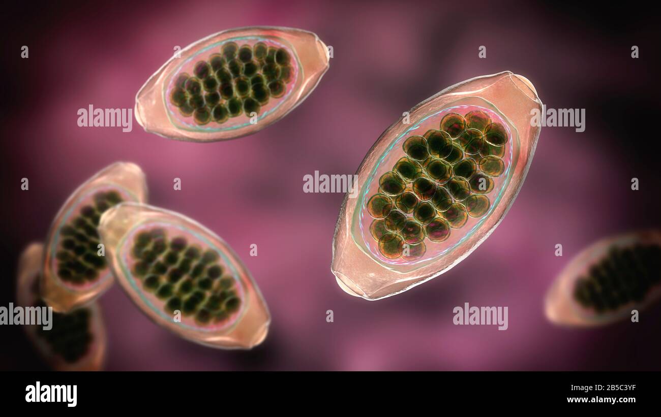 Eggs of a parasitic worm Trichuris trichiura, illustration Stock Photo ...
