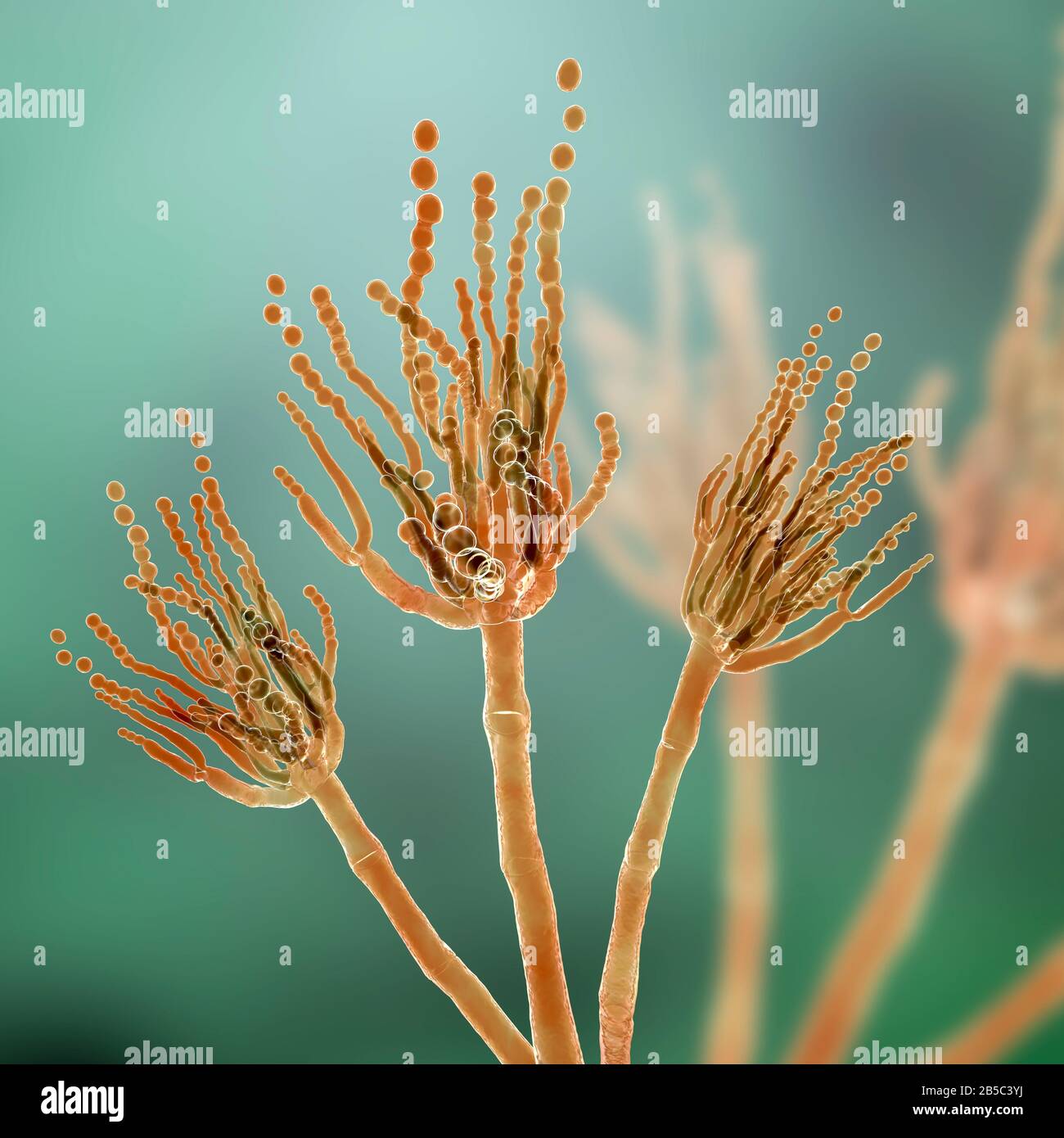 Penicillium fungus, illustration Stock Photo