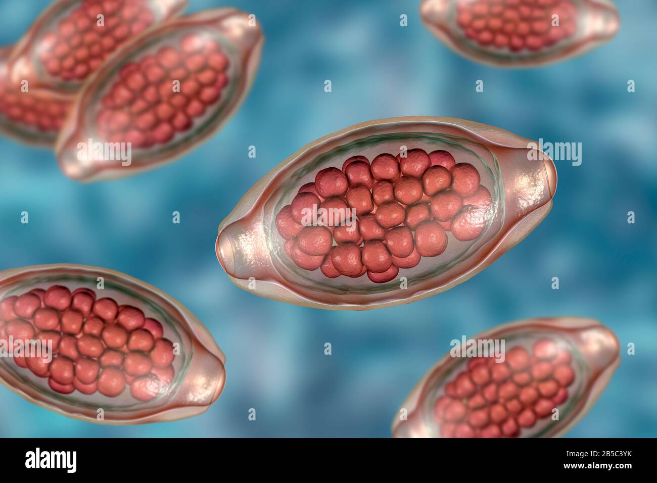 Eggs of a parasitic worm Trichuris trichiura, illustration Stock Photo ...