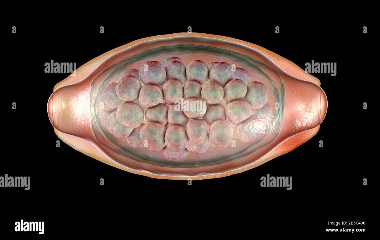 Egg of a parasitic worm Trichuris trichiura, illustration Stock Photo ...