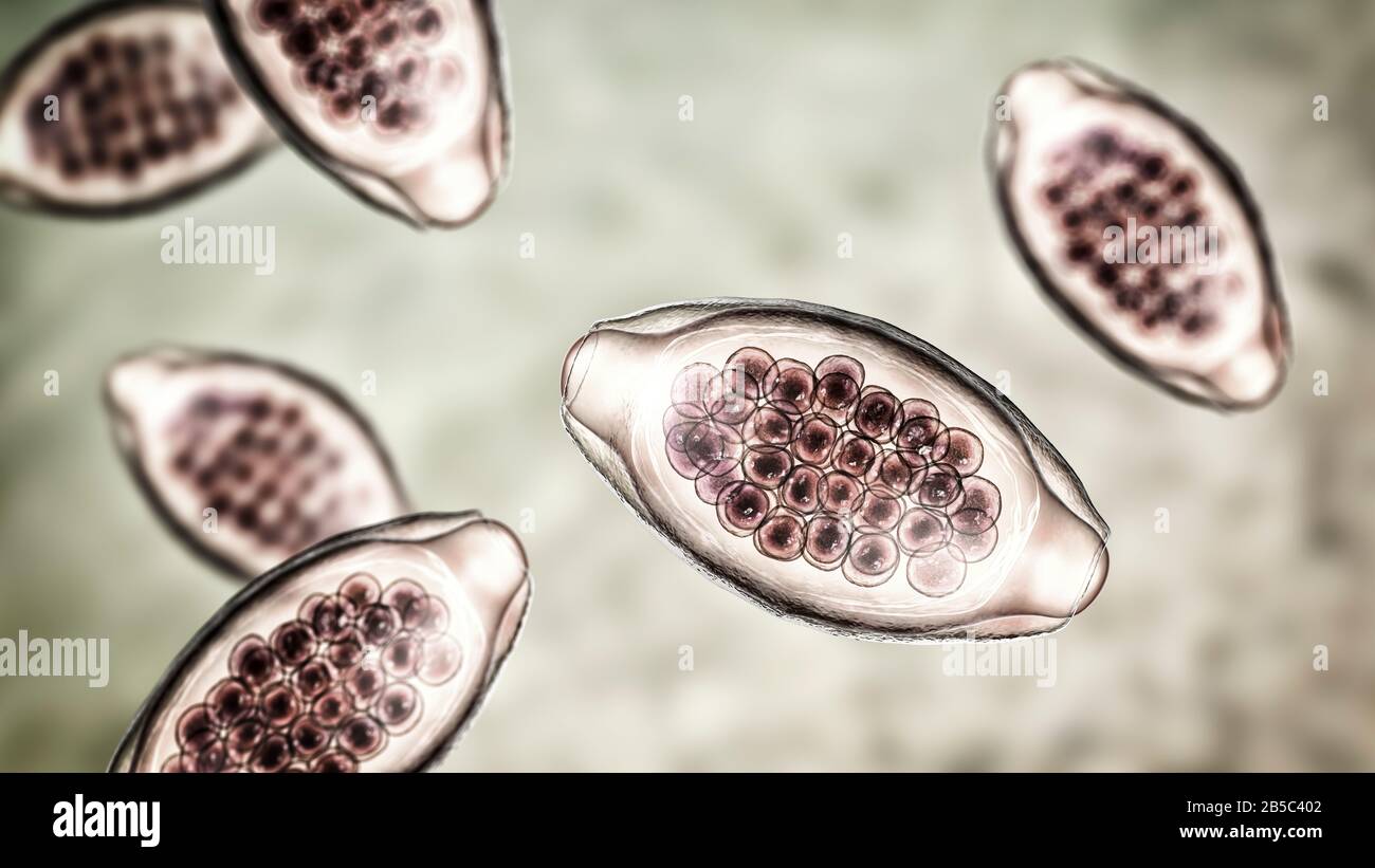 Eggs of a parasitic worm Trichuris trichiura, illustration Stock Photo ...