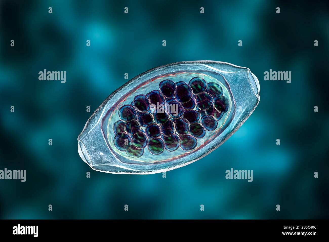 Eggs of a parasitic worm Trichuris trichiura, illustration Stock Photo ...
