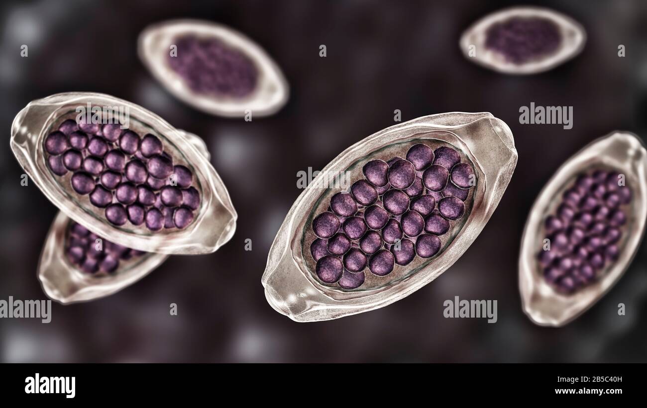 Eggs of a parasitic worm Trichuris trichiura, illustration Stock Photo