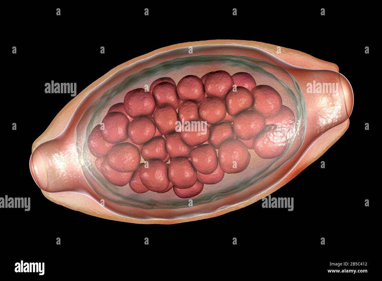 Egg of a parasitic worm Trichuris trichiura, illustration Stock Photo ...